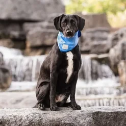 Clearance GF PET Bandana Refrescante