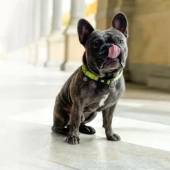 Best Max & Molly Collar Kiwi Con Smart Id