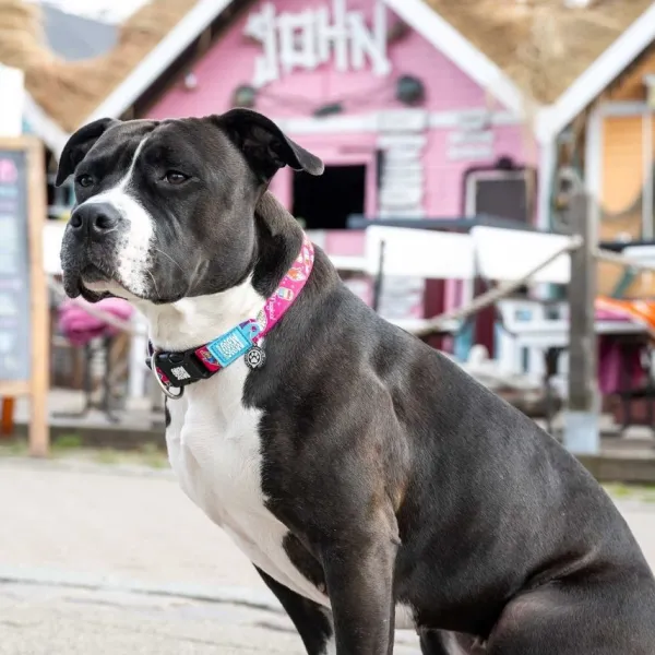 Discount Max & Molly Collar Magical Con Smart Id