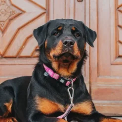 Outlet Max & Molly Collar Retro Pink Con Smart Id
