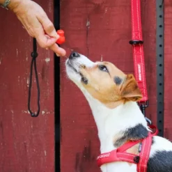 Sale Ezydog Command Clicker -