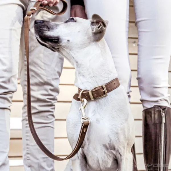 Outlet Ezydog Correa Cuero Caf -