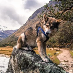 Sale Coastal K9 Explorer Arn S Acolchado Zafiro