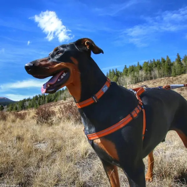 New Coastal K9 Explorer Arn S Acolchado Naranja