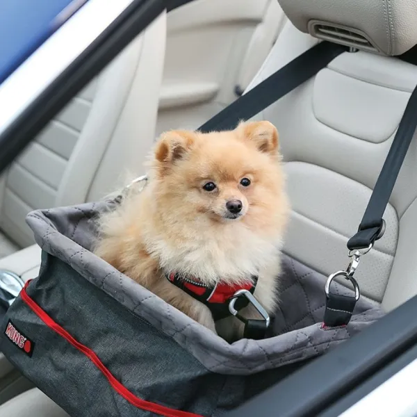 Hot Kong Secure Booster Seat