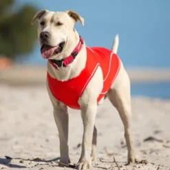 Sale Ezydog Rashies -
