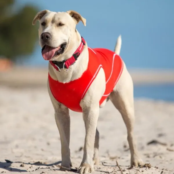 Sale Ezydog Rashies -