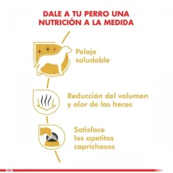 Best Royal Canin Adulto Maltes Adult Alimento Para Perro