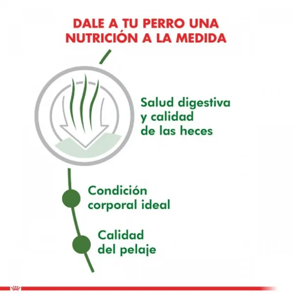 Best Royal Canin Adulto Mini Indoor Adult Alimento Para Perro