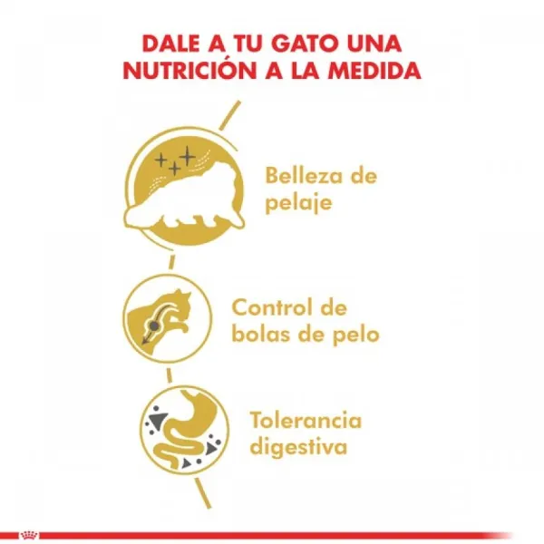 Outlet Royal Canin Adulto Persian 1.5 Kg Alimento Para Gato