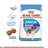 Hot Royal Canin Cachorro Giant Junior 15 Kg Alimento Para Perro