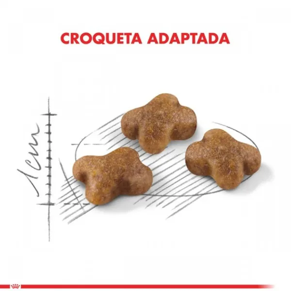 Best Royal Canin Gatito Felino Kitten Alimento Para Gato